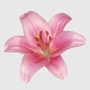 Meet your Posher, Lily